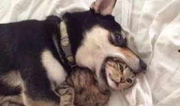 向死而生二狗最新爆料,揭秘背后惊人真相